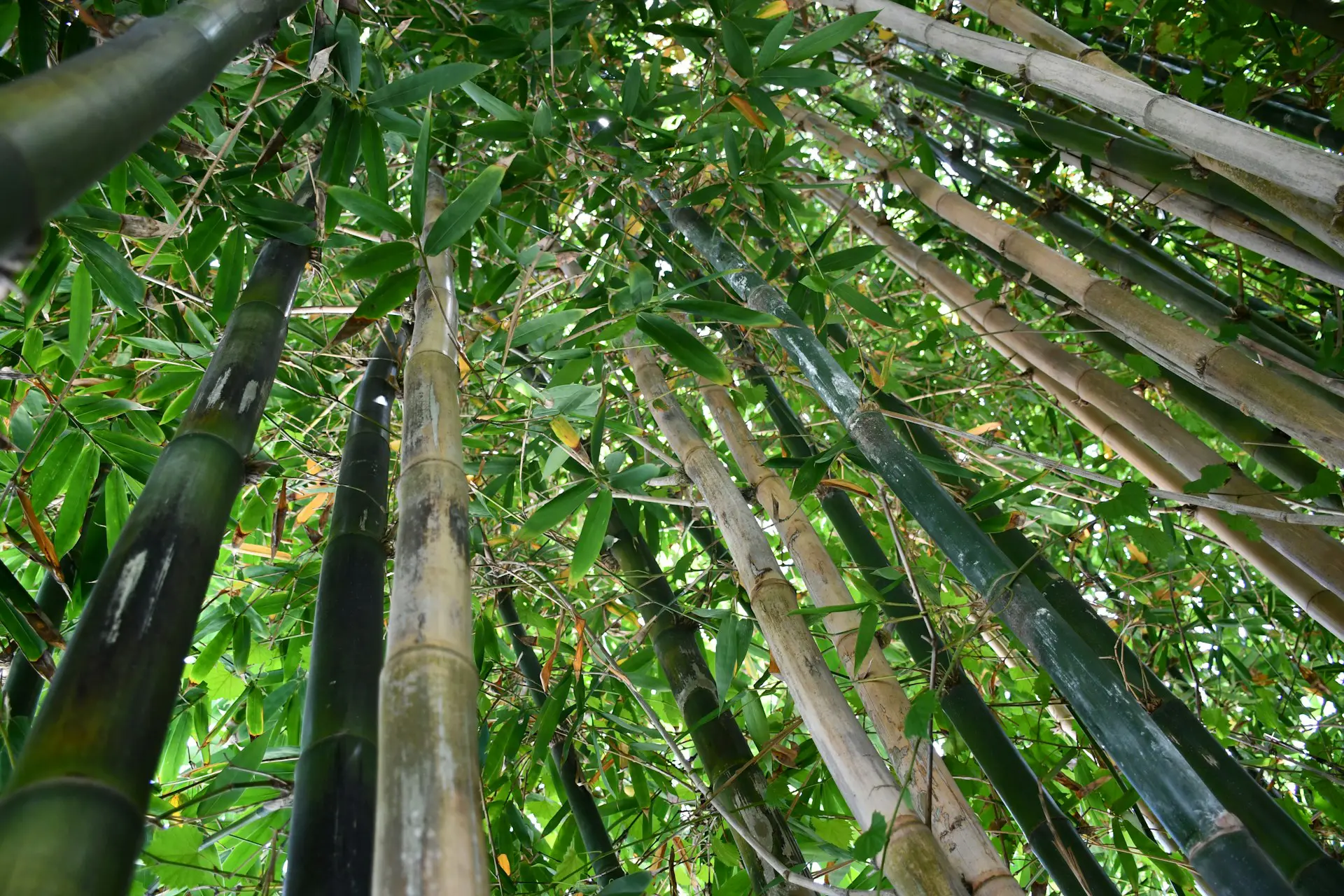 Bamboo plantation rows with soft natural light and a subtle data overlay showing annual returns, harvest cycle, and sustainability metrics.