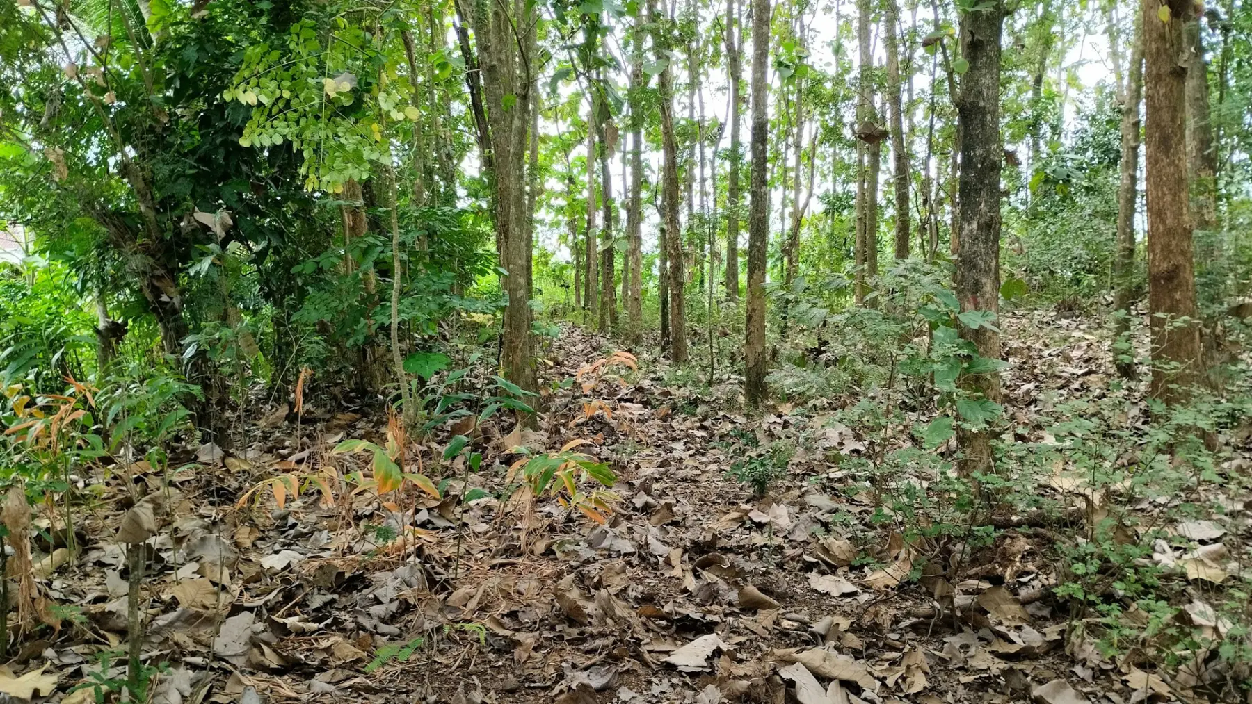 Teak plantation rows with healthy tree growth and a subtle data overlay representing investment performance and climate sequestration impact.