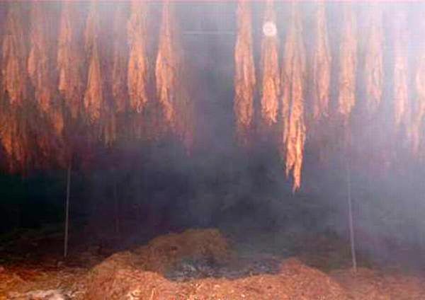 Fire cured tobacco