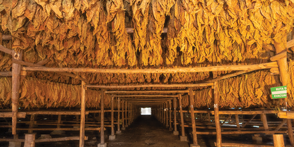 Flue Cured Tobacco