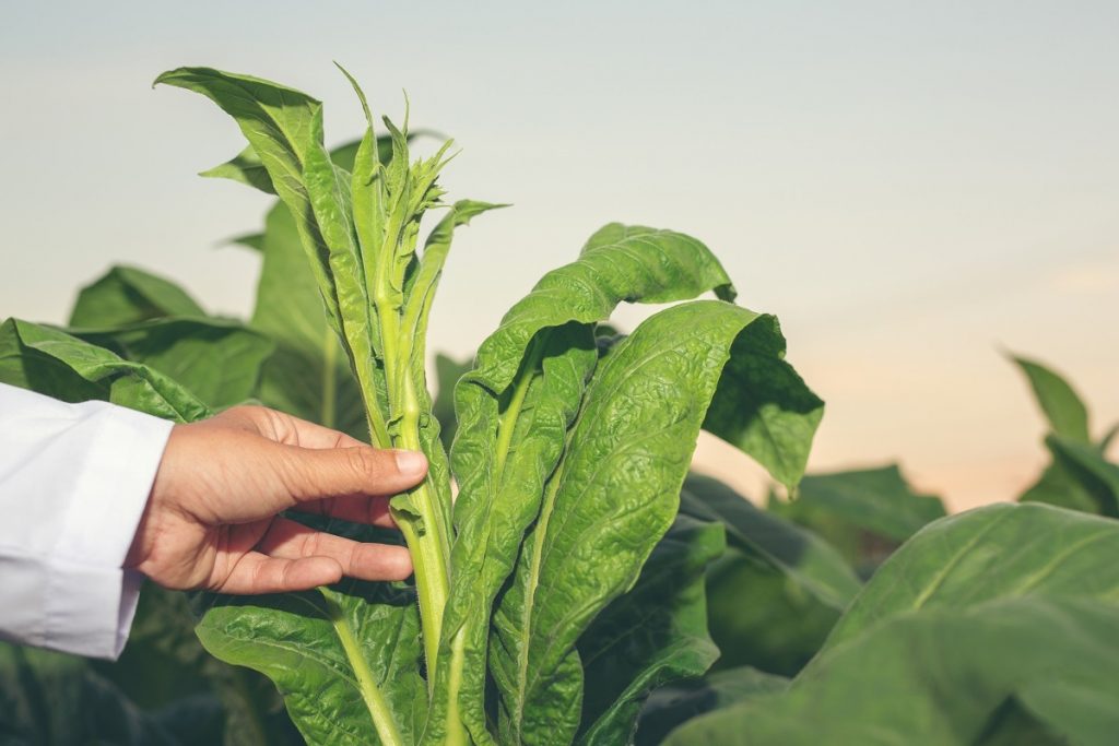 Tobacco Leaves