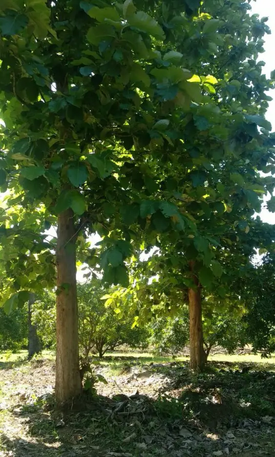 Teak tree investment opportunity